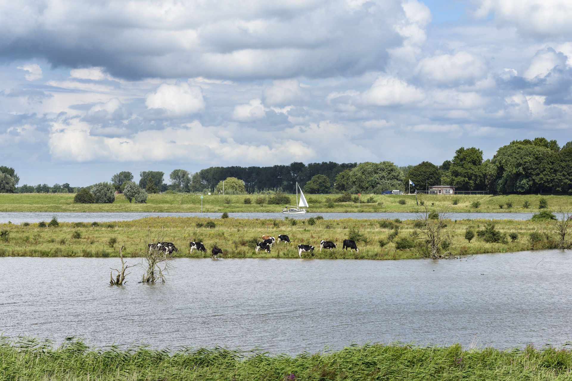 Mediatheek_2020_koeien_en_zeilschip